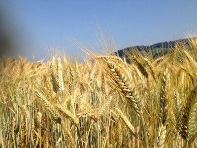 Wheat plant spike photo