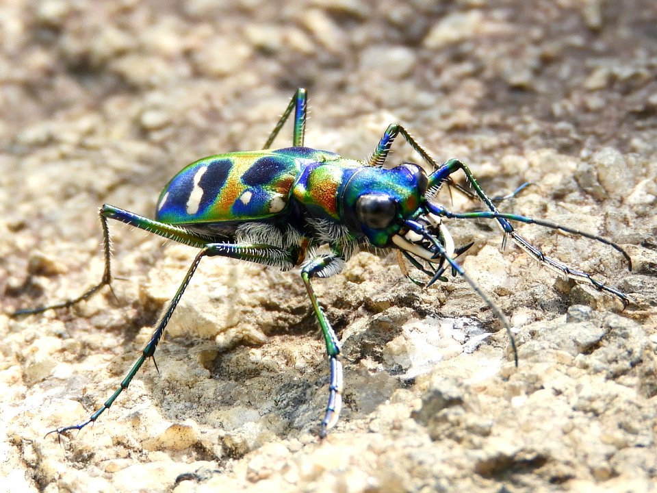 Cicindela japonica(Male,Japan,2017.10.08)