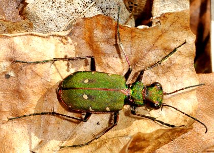 Cicindela-campestris-01-fws