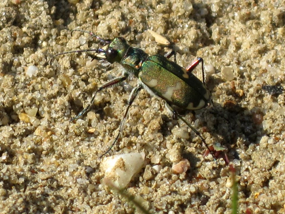 Cicindela hybrida (Tigerbeetle) side, Arnhem, the Netherlands