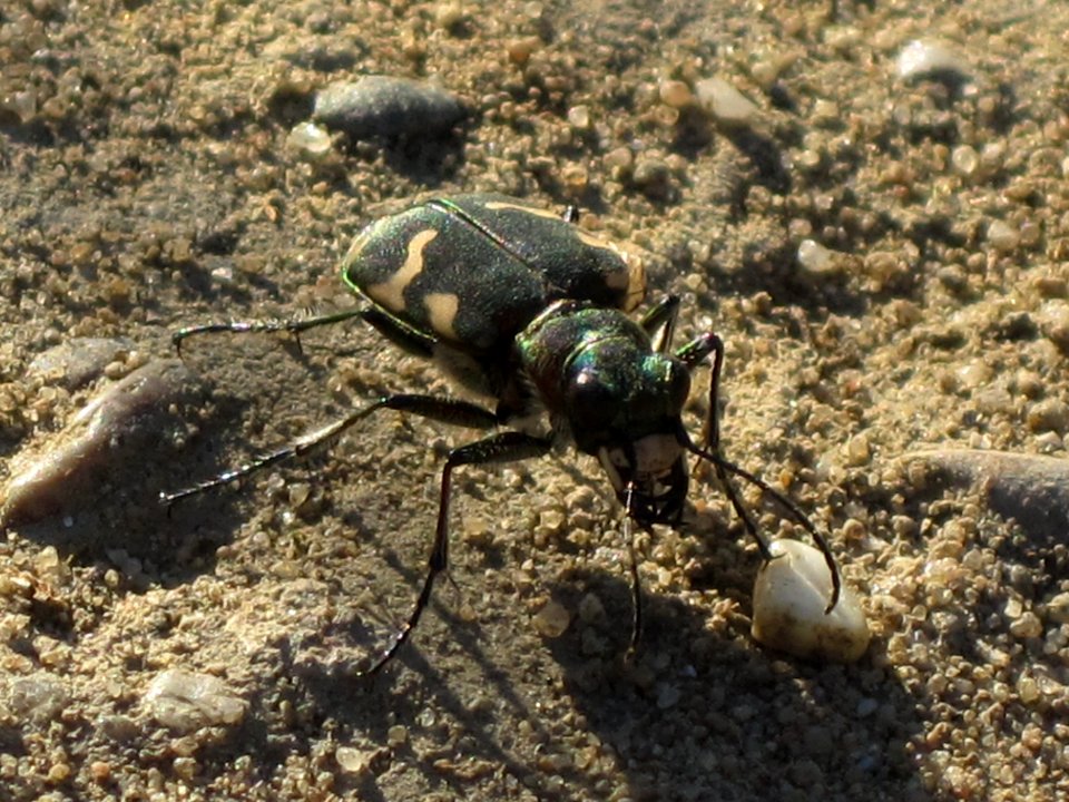 Cicindela hybrida (Tiger beetle), Arnhem, the Netherlands
