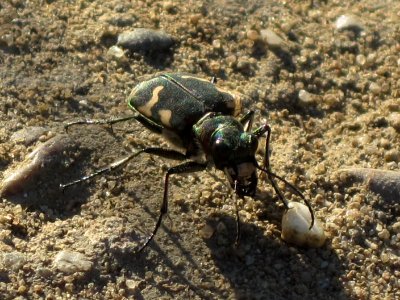 Cicindela hybrida (Tiger beetle), Arnhem, the Netherlands photo