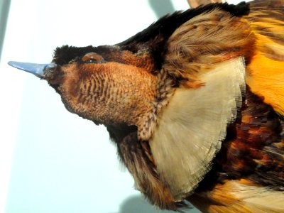 Cicinnurus magnificus (male) - National Geographic Museum - DSC05092