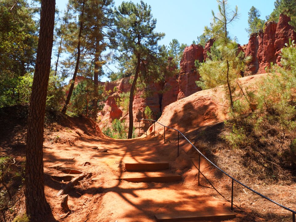 Sand roussillon pine forest