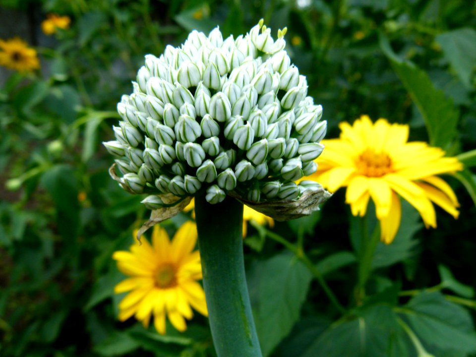 Ciboulette en fleurs