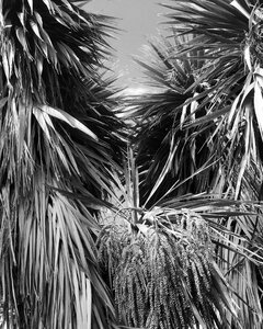 Black and white garden aotearoa photo