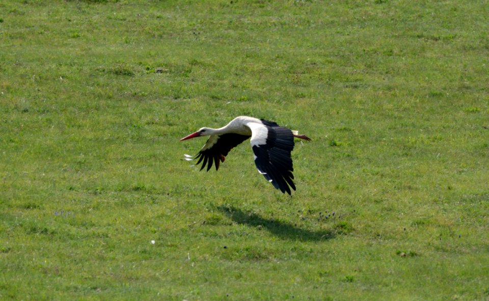 Ciconia ciconia flight