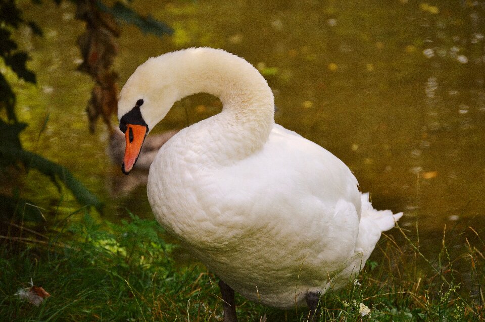 Water white water bird