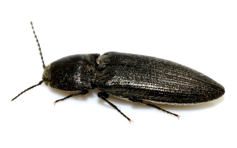 Cidnopus-pilosus-05-fws
