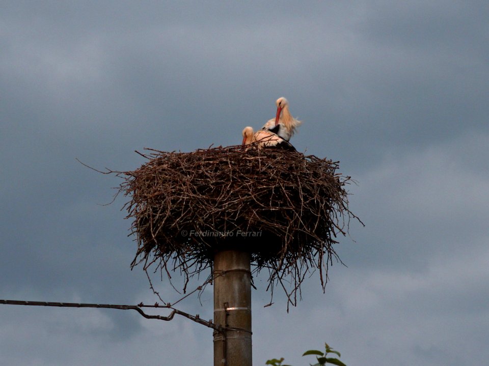 Cicogne Storks (192858671)