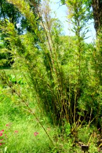 Chusquea culeou - Savill Garden - Windsor Great Park, England - DSC06100