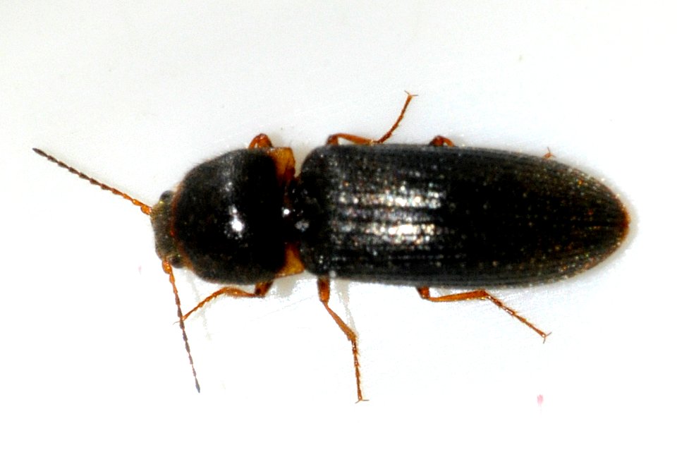 Cidnopus-quercus-02-fws