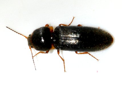 Cidnopus-quercus-02-fws