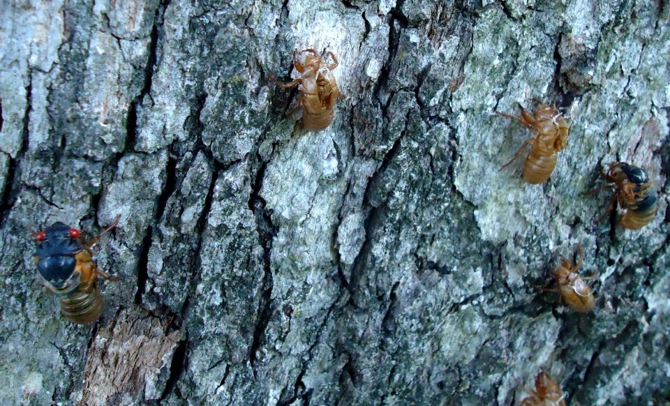 Cicadas climbing up tree bark