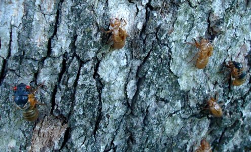 Cicadas climbing up tree bark