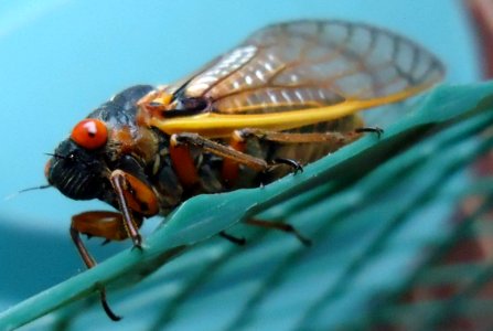 Cicada near a tomato plant
