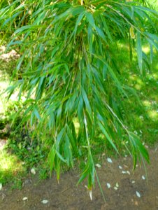 Chusquea culeou - Savill Garden - Windsor Great Park, England - DSC06102