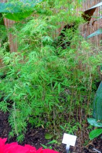 Chusquea coronalis - Botanischer Garten - Heidelberg, Germany - DSC01090