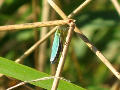 Cicadella viridis (Green leafhopper) , Arnhem, the Netherlands