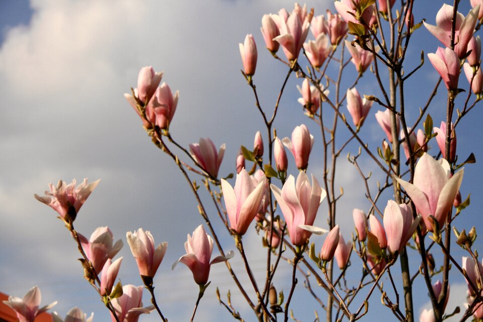Blooming tree nature flower