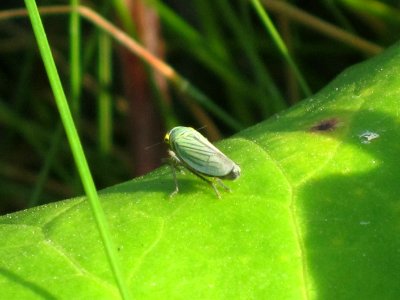 Cicadella viridis (Green leafhopper) , Arhnem, the Netherlands