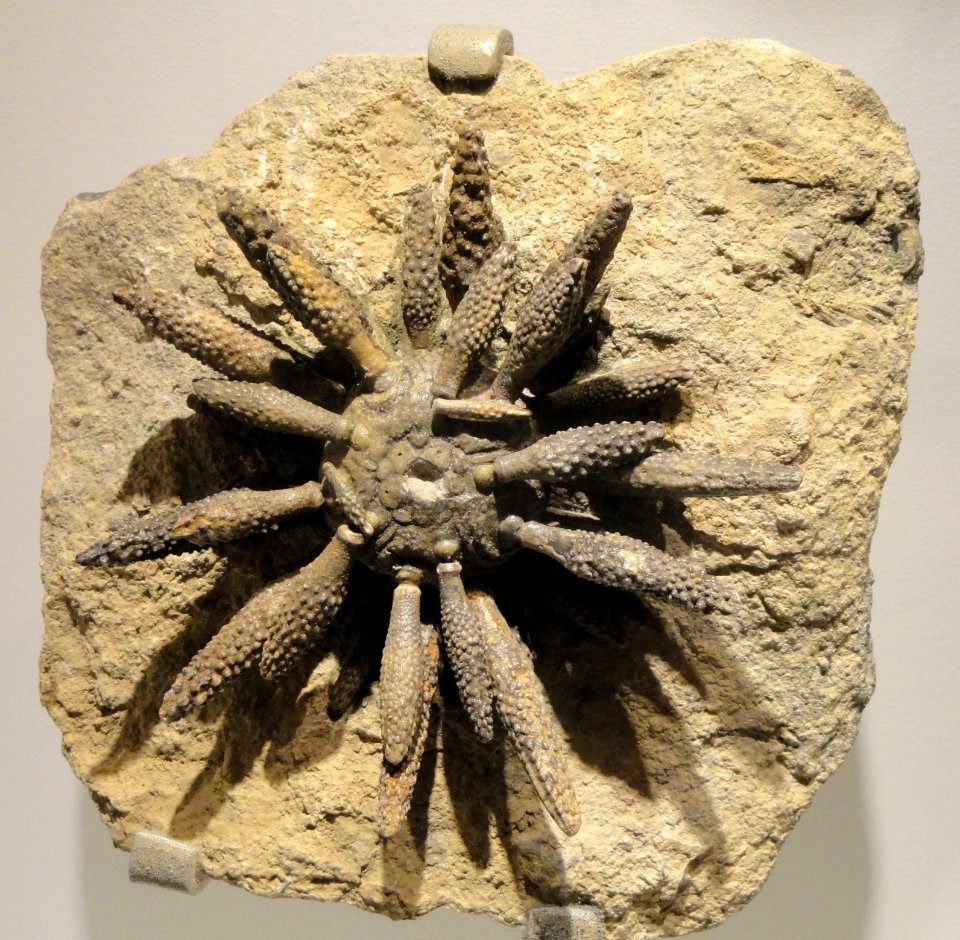 Cidaris sp., sea urchin, Jurassic, Rich, Errachidia Province, Morocco - Houston Museum of Natural Science - DSC01796