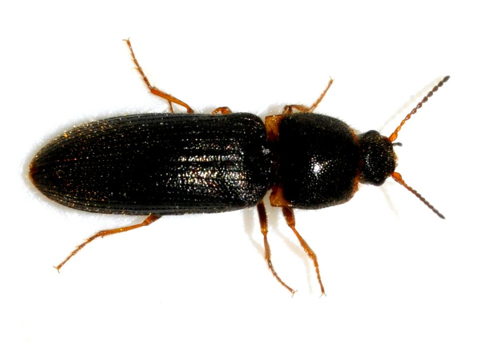 Cidnopus-quercus-06-fws