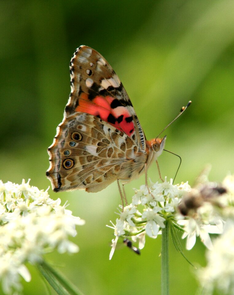 Forage insect garden photo