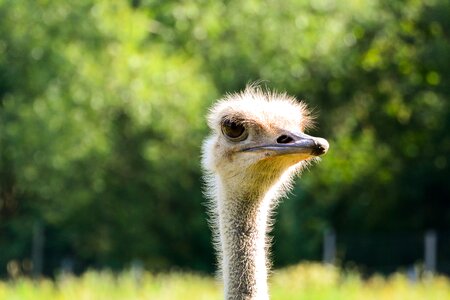 Bill flightless bird close up photo