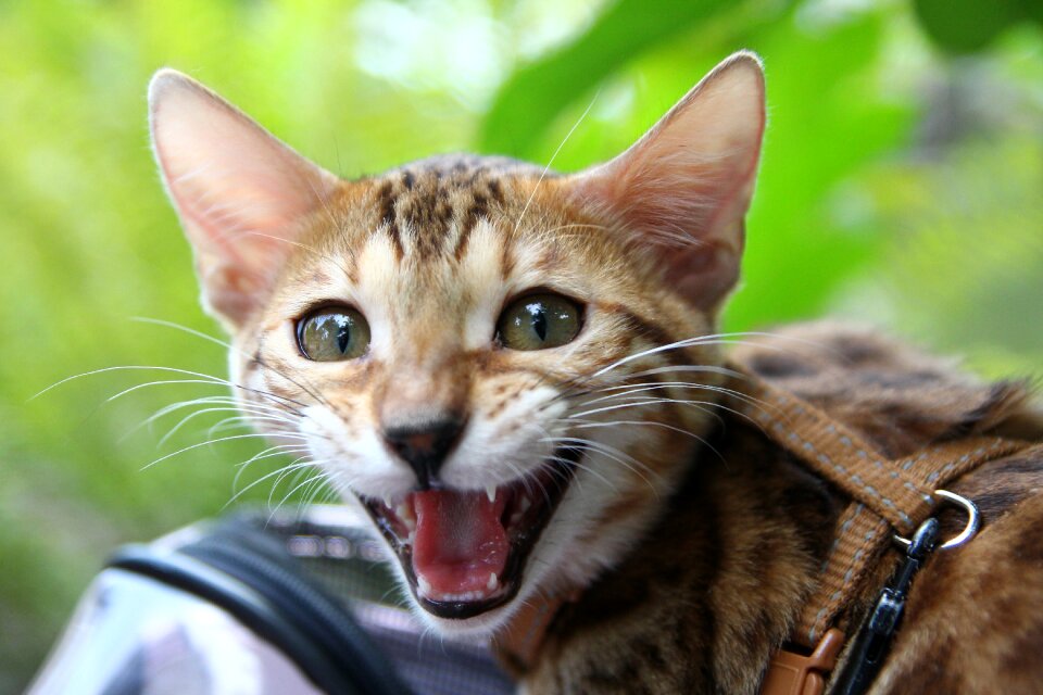 Cat wildlife portrait