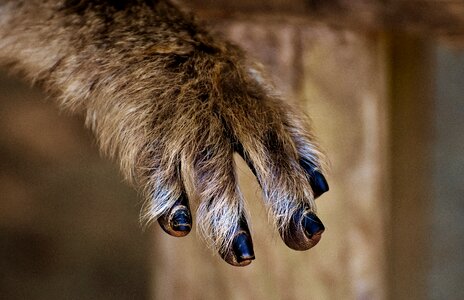 Endangered species feed monkey mountain salem photo