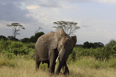 Kilimanjaro travel wildlife