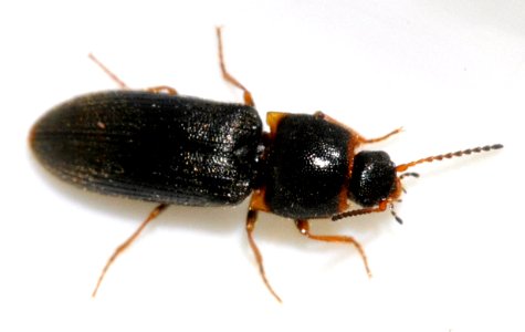 Cidnopus-quercus-09-fws