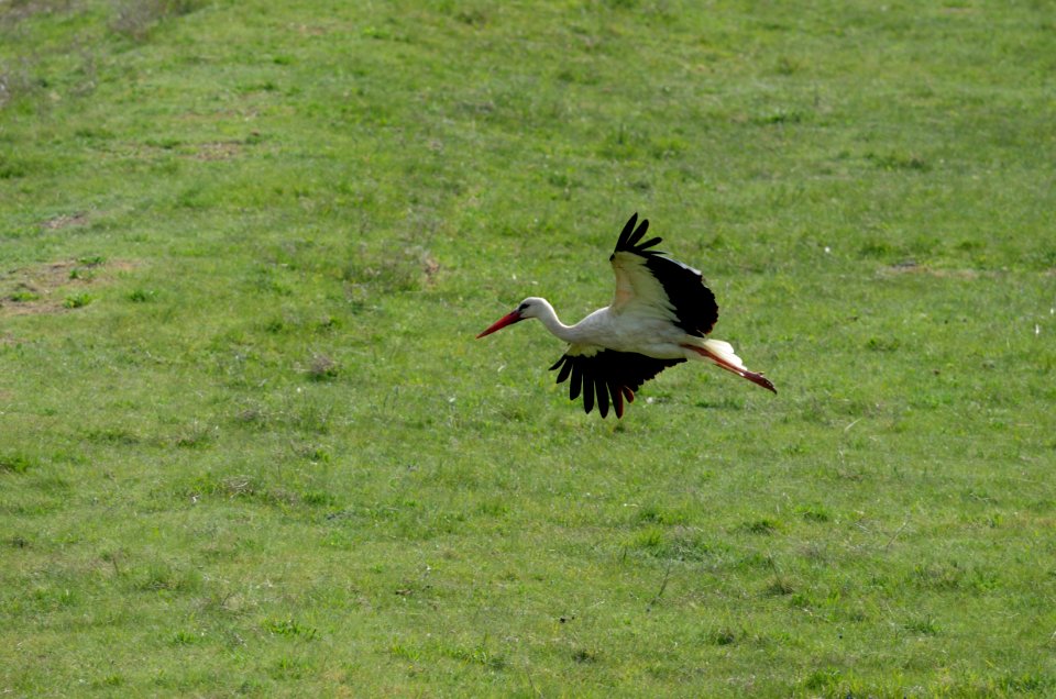 Ciconia ciconia flight 01