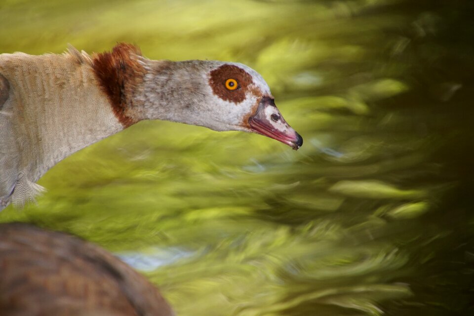 Wilderness animals birds