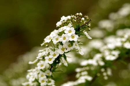 Minor a lot delicate