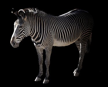 Black and white striped zebra stripes striped