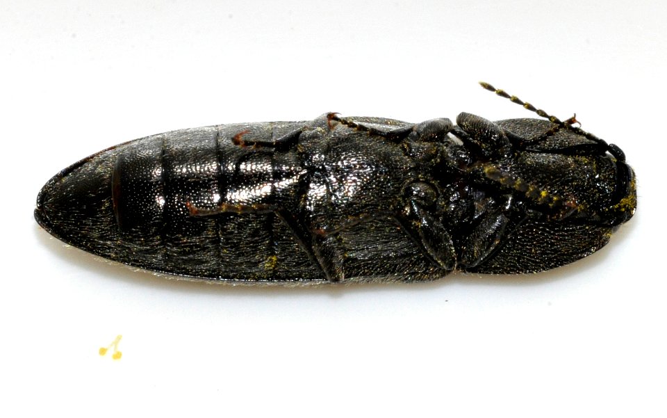 Cidnopus-pilosus-02-fws