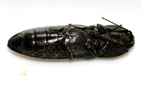 Cidnopus-pilosus-02-fws