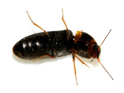Cidnopus-quercus-05-fws