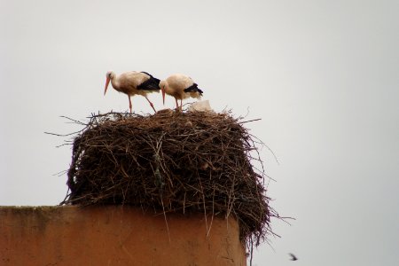 Ciconia ciconia, Storks on nest, Marrakech, Morocco