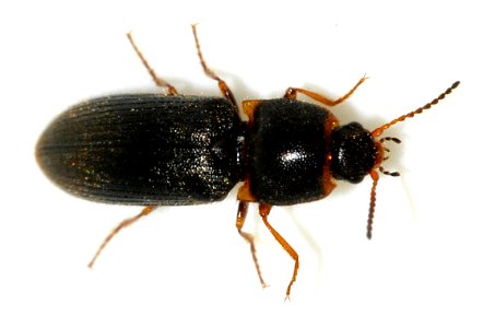 Cidnopus-quercus-07-fws