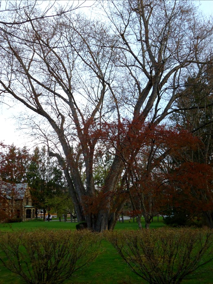 City of Norwich in New York State 15 tree