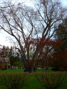 City of Norwich in New York State 15 tree