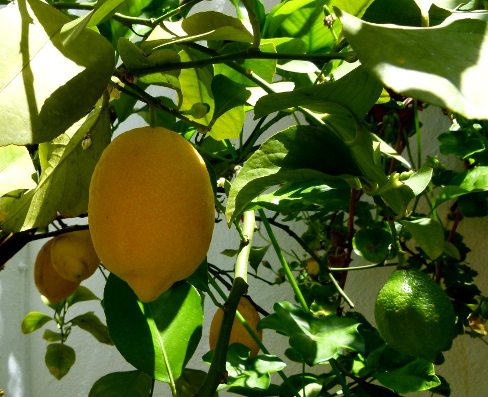 Citron dans un jardin de Cordoue