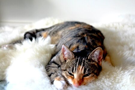 Feline animal young