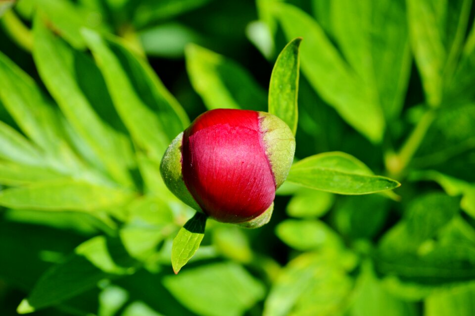 Flower garden red blossom