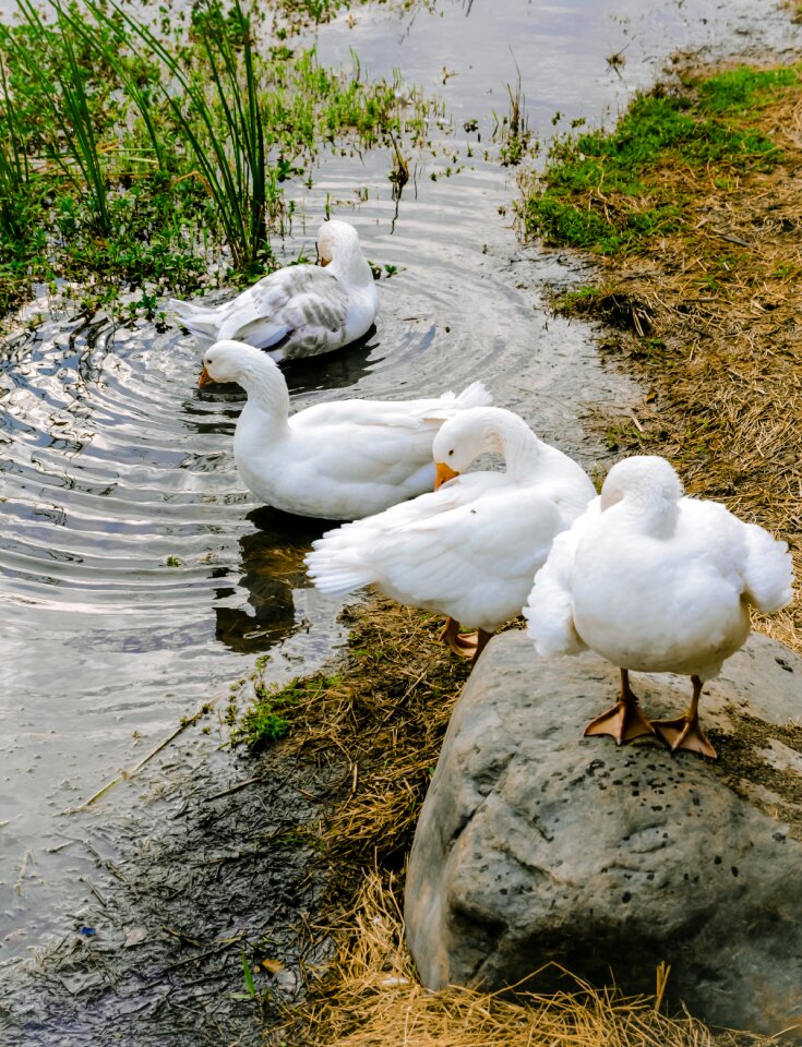 Goose wildlife multi