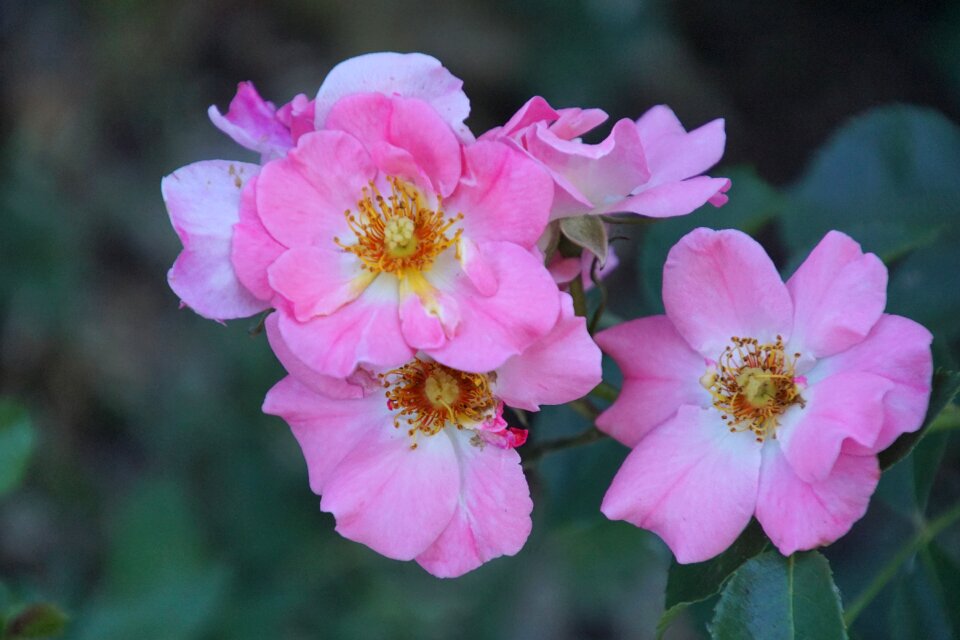 Blossom bloom flowers