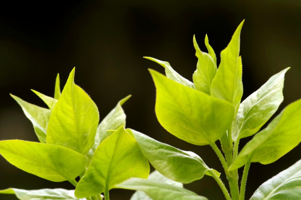 Green plants spring